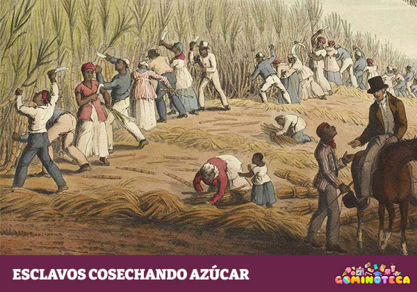 Esclavos cosechando azúcar - William Clark 1.823