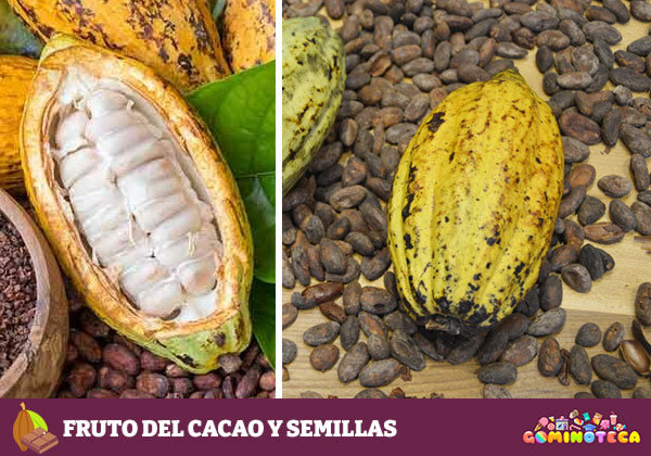 Fruto del cacao y semillas - Pxhere.com